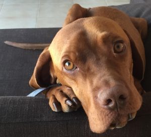 Cooper The Vizsla Cutiest Close Up