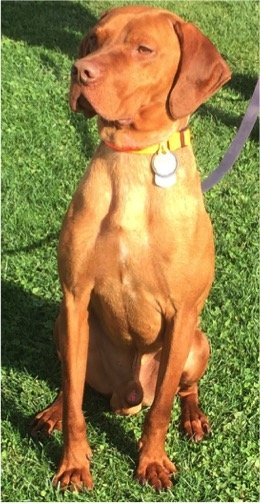 Cooper The Vizsla in the Grass