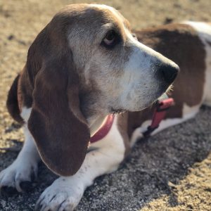 Basset Hound