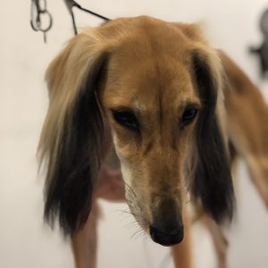 Saluki2